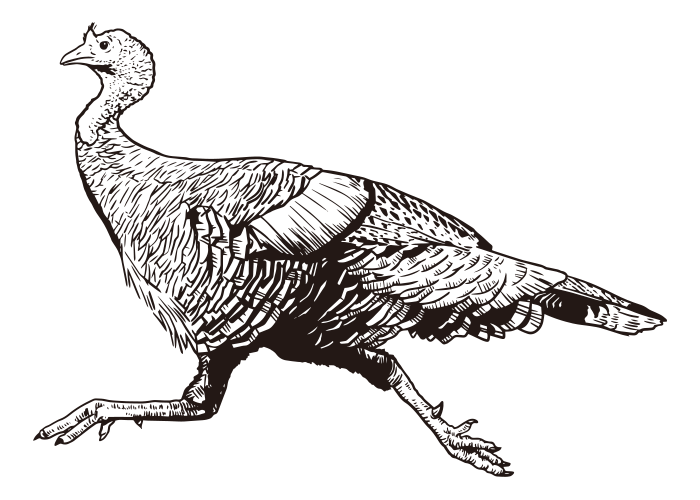Running Turkey / Drawing ai illustrator file US5.00 each Ai & PNG File
