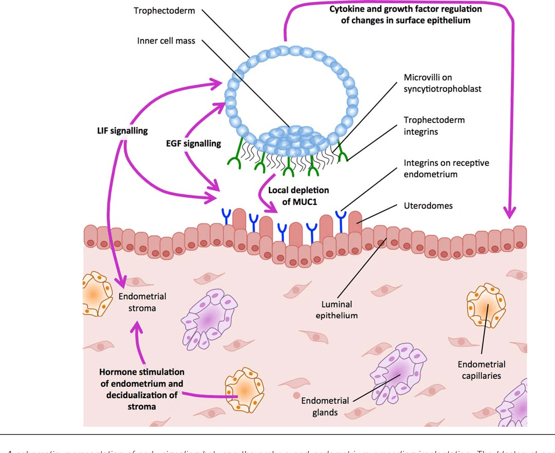 When Does Implantation Occur How Long Does Implantation