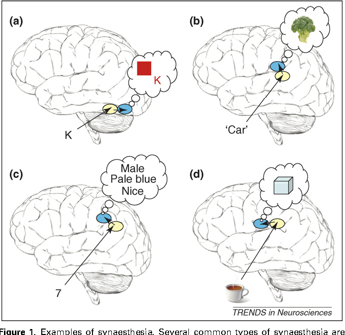 Figure 1 from Synaesthesia and cortical connectivity. Semantic Scholar