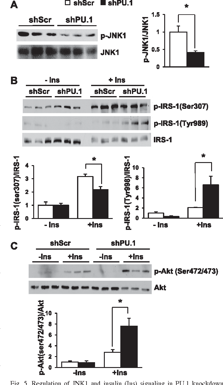 Figure 5 from Adipocyte expression of PU.1 transcription factor causes