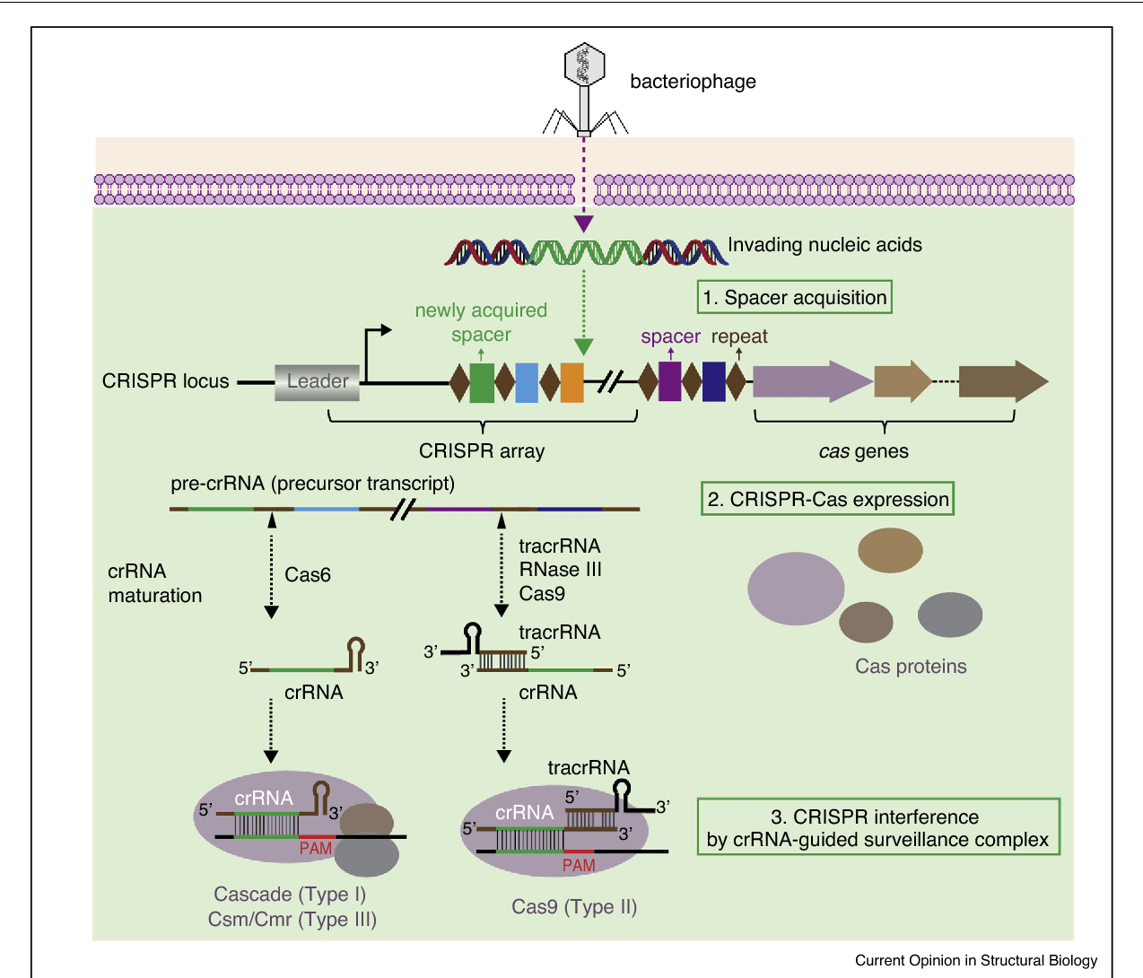 Figure 1 from The structural biology of CRISPRCas systems. Semantic