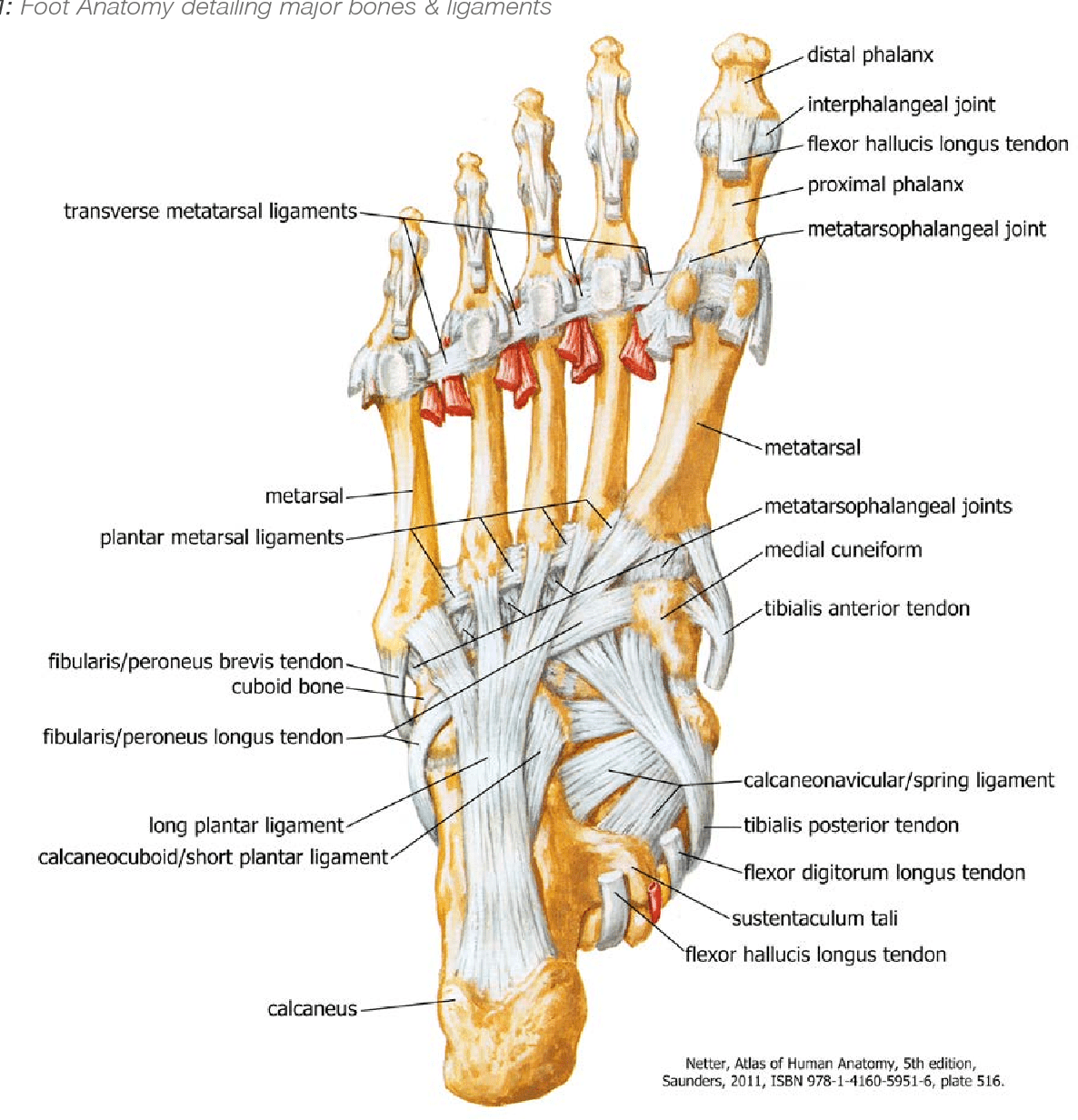Figure 1 from Modern Theory of the Development of Adult Acquired Flat