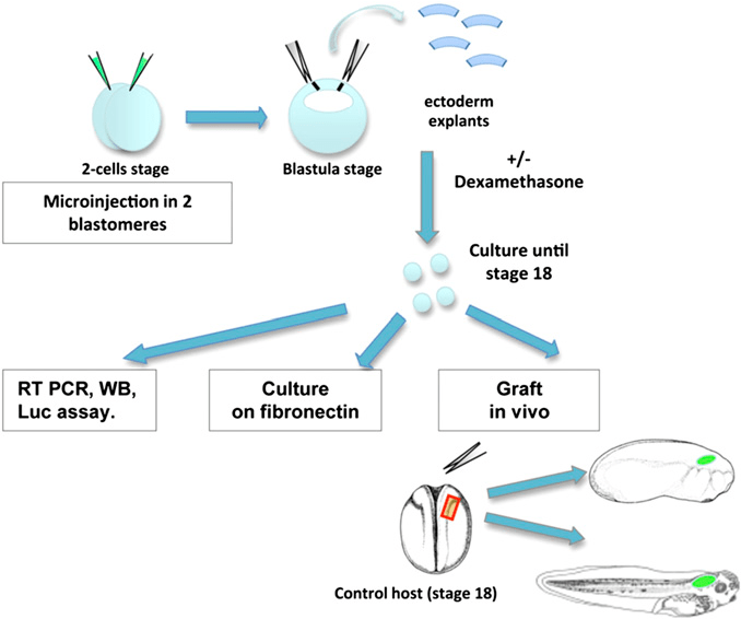 Figure 1 from Pax3 and Zic1 drive induction and differentiation of