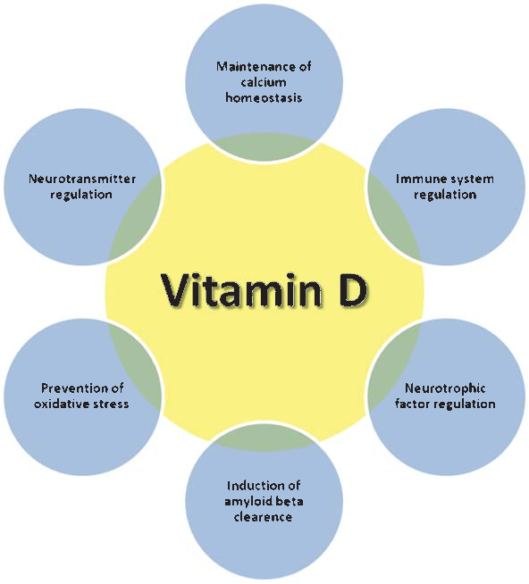 Figure 1 from Why vitamin D in Alzheimer's disease? The hypothesis