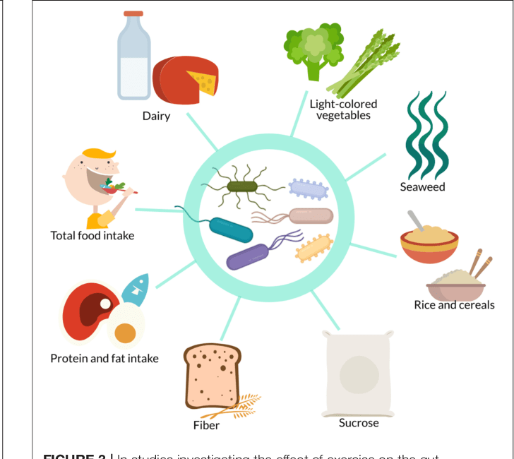 Figure 3 from A Review of the Role of the Gut Microbiome in
