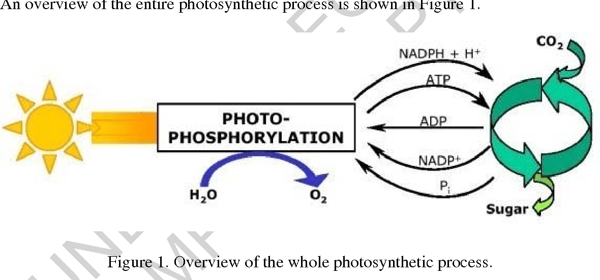 Figure 1 from Carbon fixation Semantic Scholar