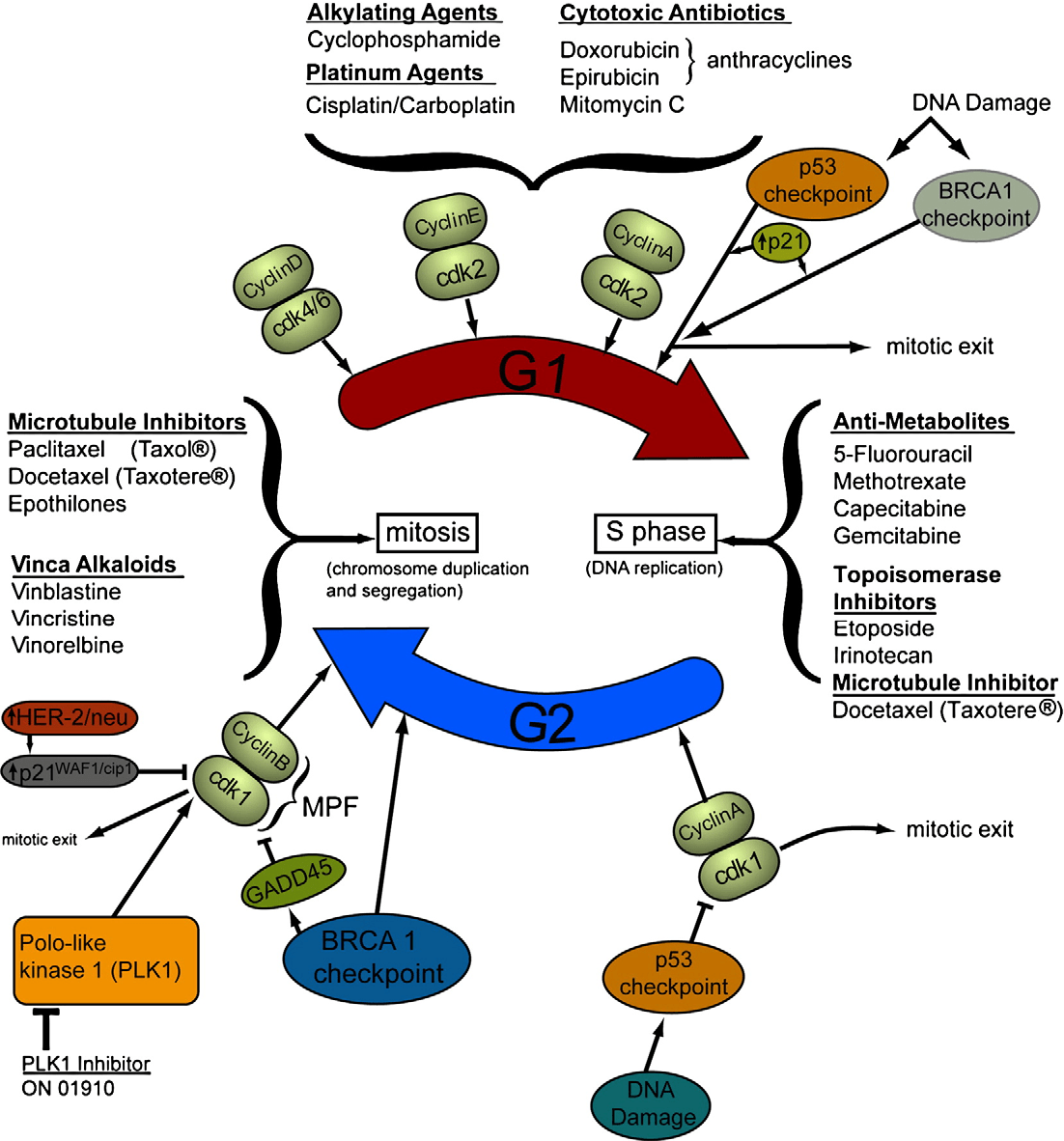 Figure 7 from Taxanes, microtubules and chemoresistant breast cancer