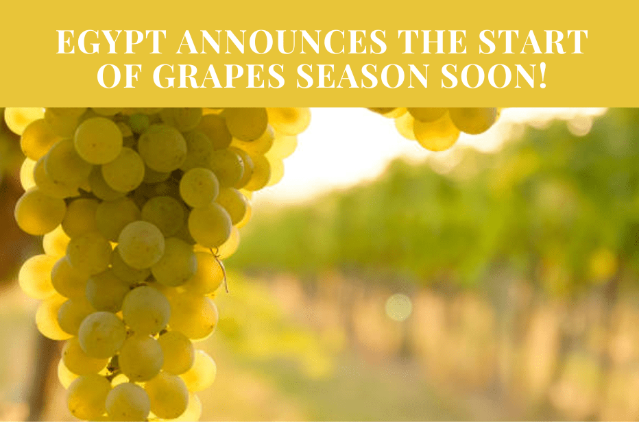 Egypt Announces The Start Of Grapes Season Soon! aidcegypt