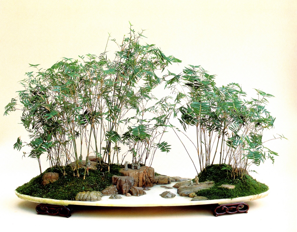 O Penjing de Oingquan Zhao Aido Bonsai