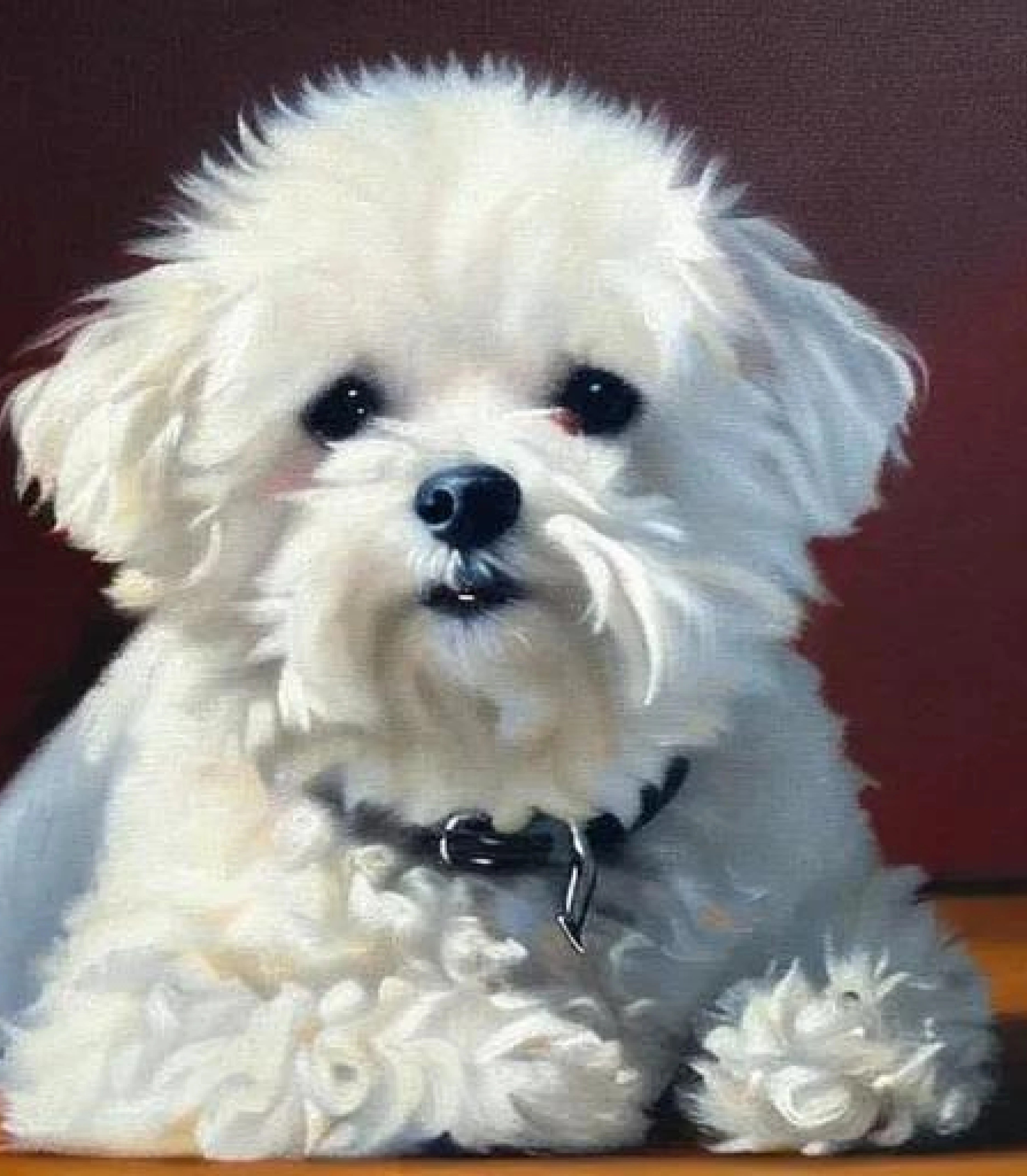 The Bichon Frise a Charming , Perky , and Loyal companion A