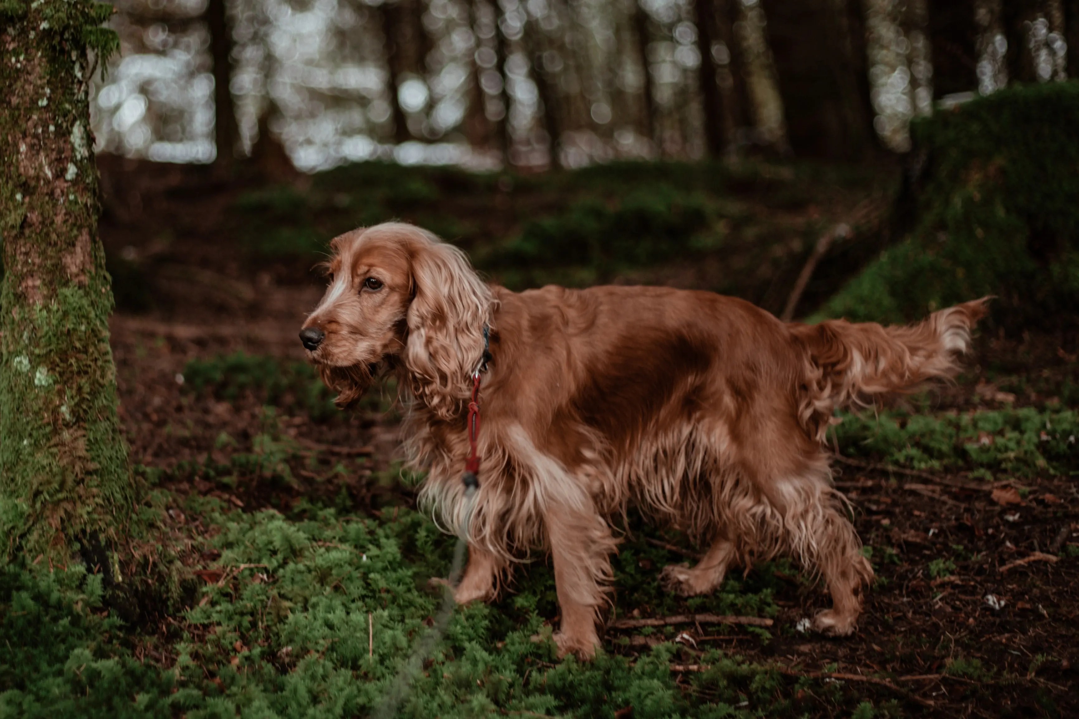 The Charming and Lovable Cocker Spaniels A Perfect Companion Blog