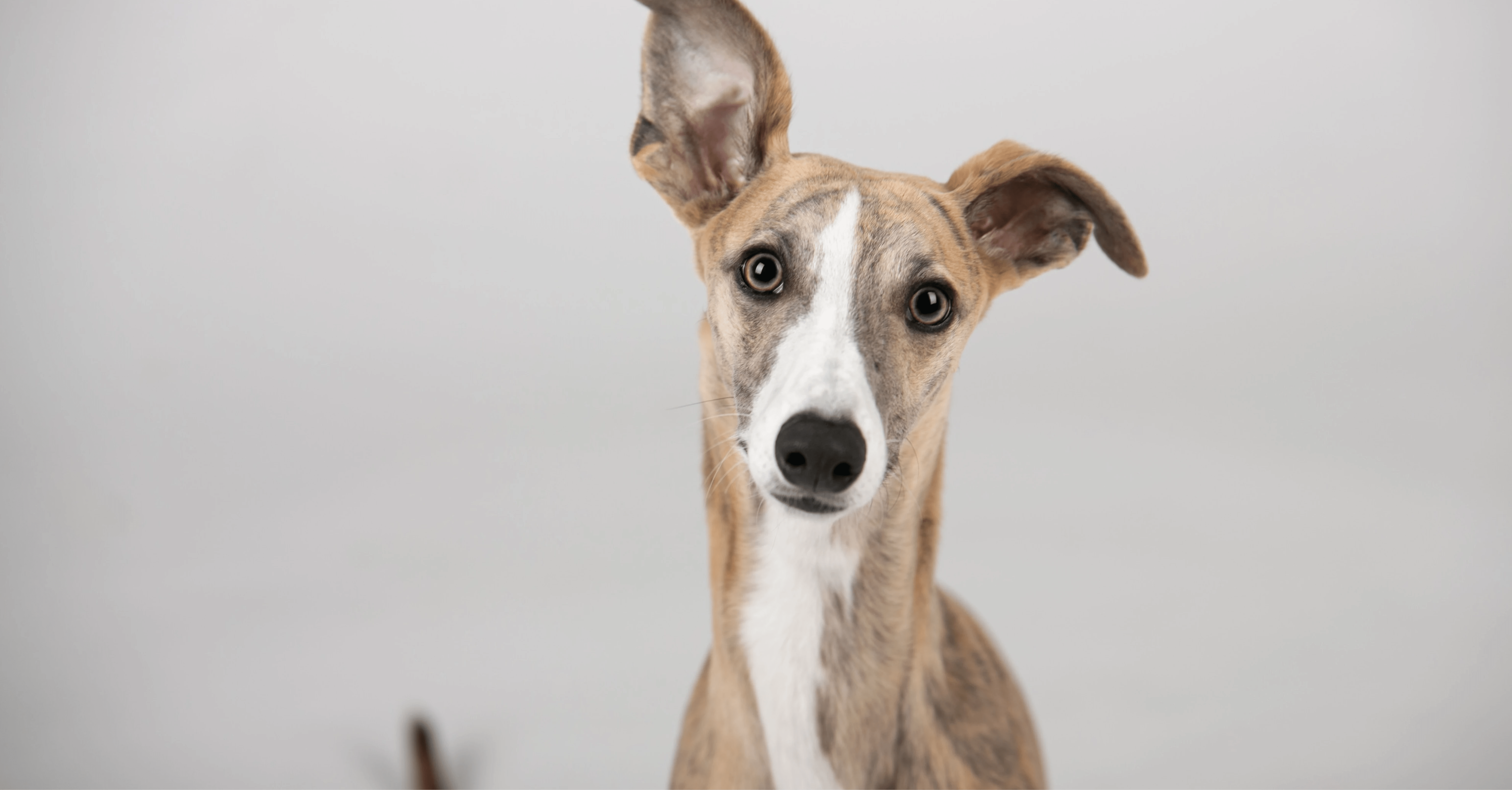 The Greyhounds Elegant Appearance , Speed , and Distinctive features