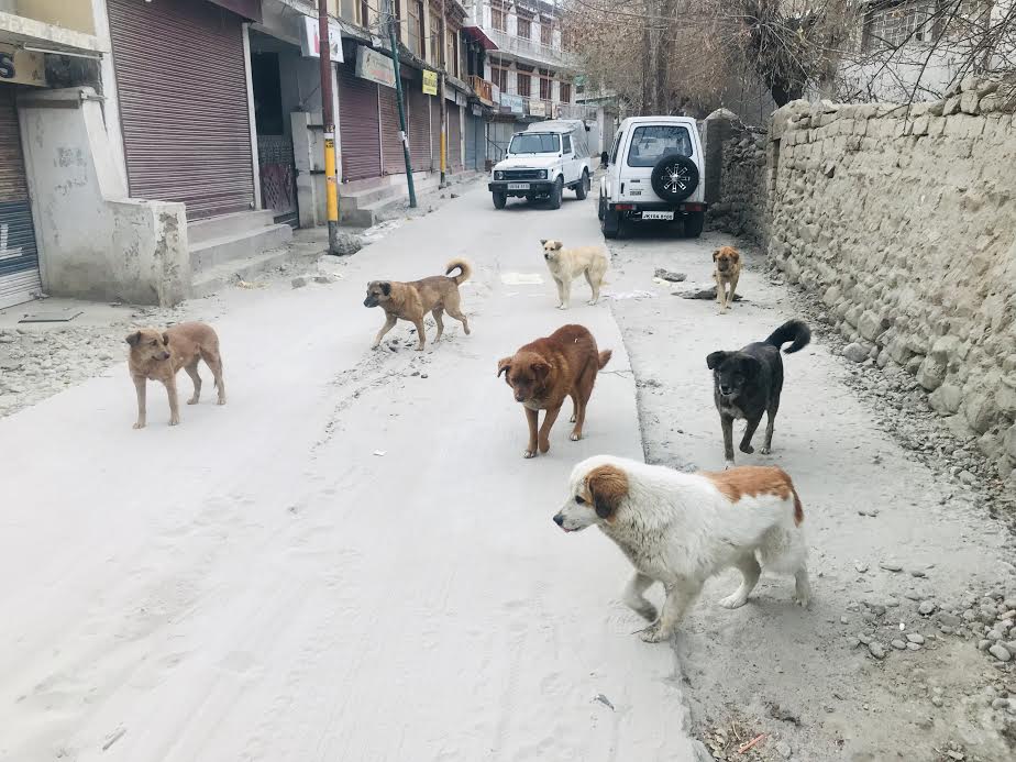 Pet Animals In Jammu And Kashmir Anna Blog
