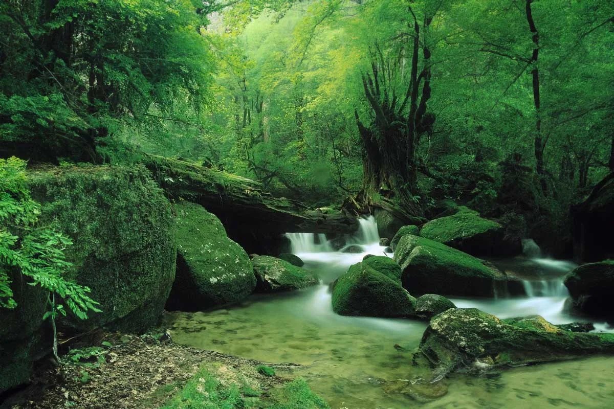 Shiratani Unsuikyo, el bosque encantado que inspiró a Miyazaki