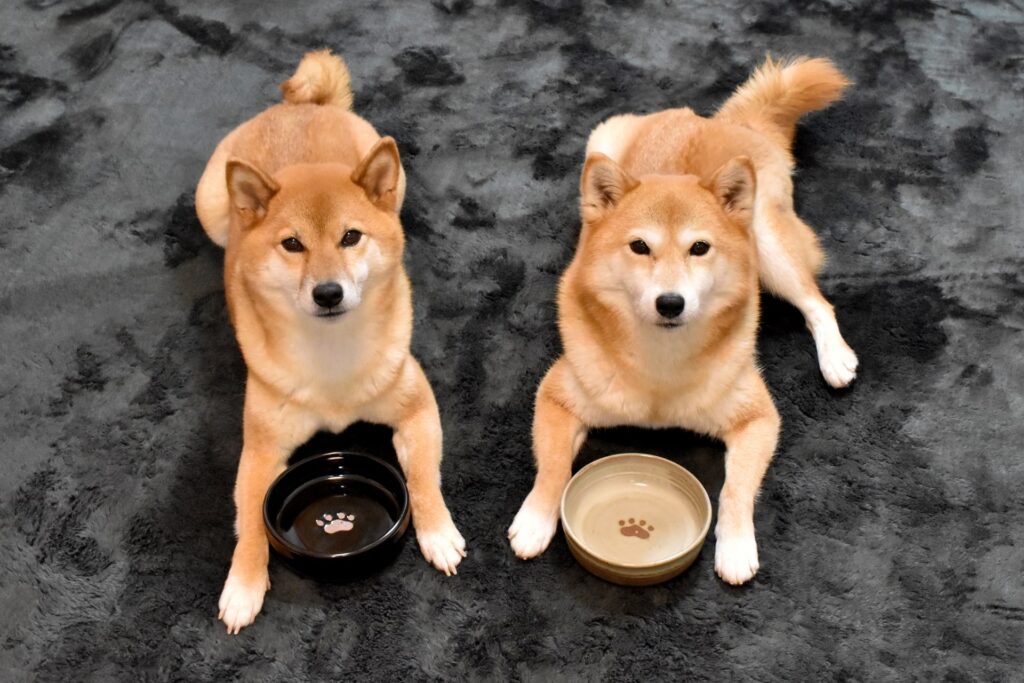 犬ごはんを作り置きするために絶対必要な知識 愛犬のためのブログ