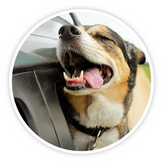 Pet Taxi by Aiken Pet Sitters LLC Aiken, SC Pet Care