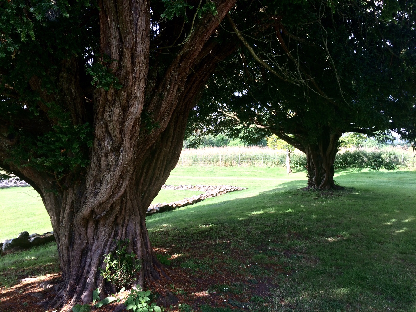 Yew Tree at Deer Abbey