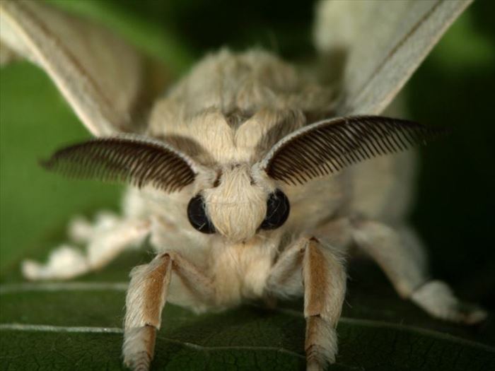 キモイ可愛い?! きもかわいい虫たち(昆虫画像50枚) ailovei キモイ可愛い?! きもかわいい虫たち(昆虫画像50枚) ailovei