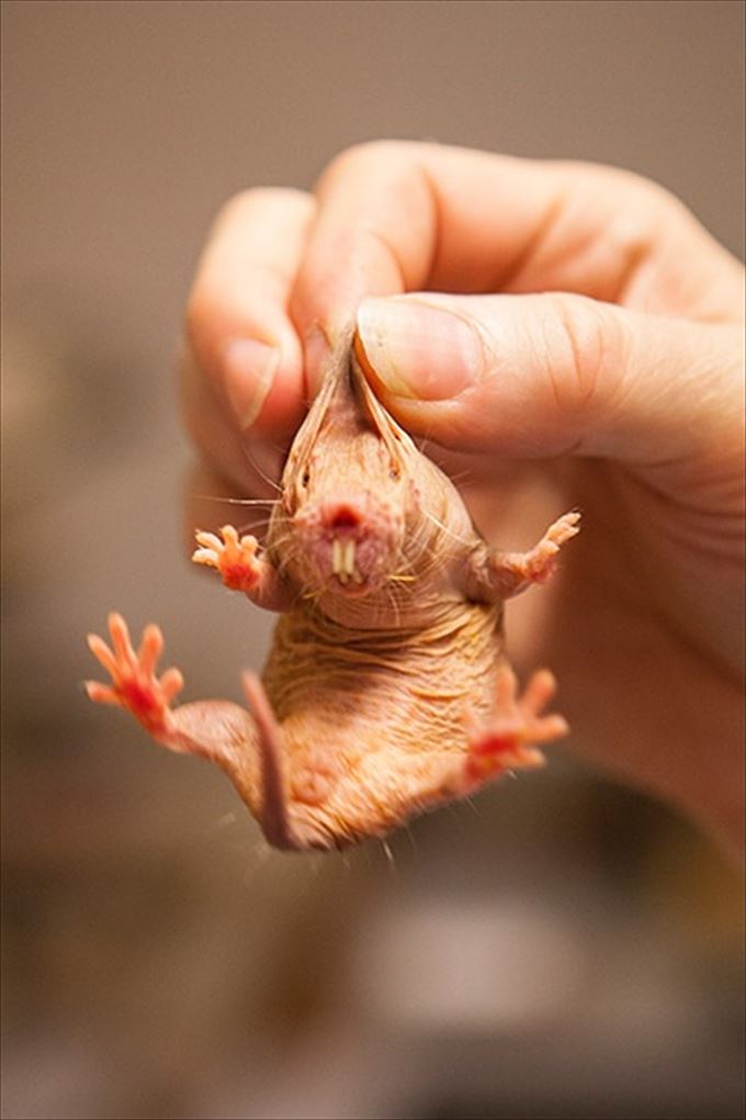 世界のキモくて醜い変わった生物たち(画像) ailovei 世界のキモくて醜い変わった生物たち(画像) ailovei
