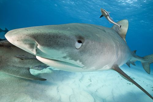 魚のあまり知られていない興味深い雑学32個 ailovei