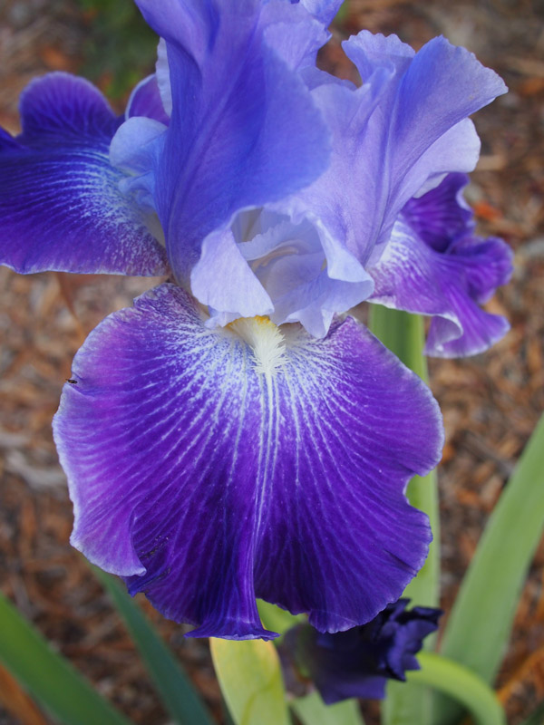 October Reblooming Iris Blooms Aimee Steinberger