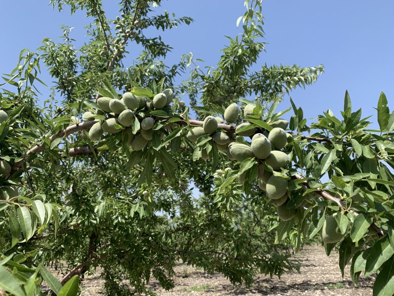 Walnut Farmlands in Turkey Agriculture Opportunities Aim Farmlands