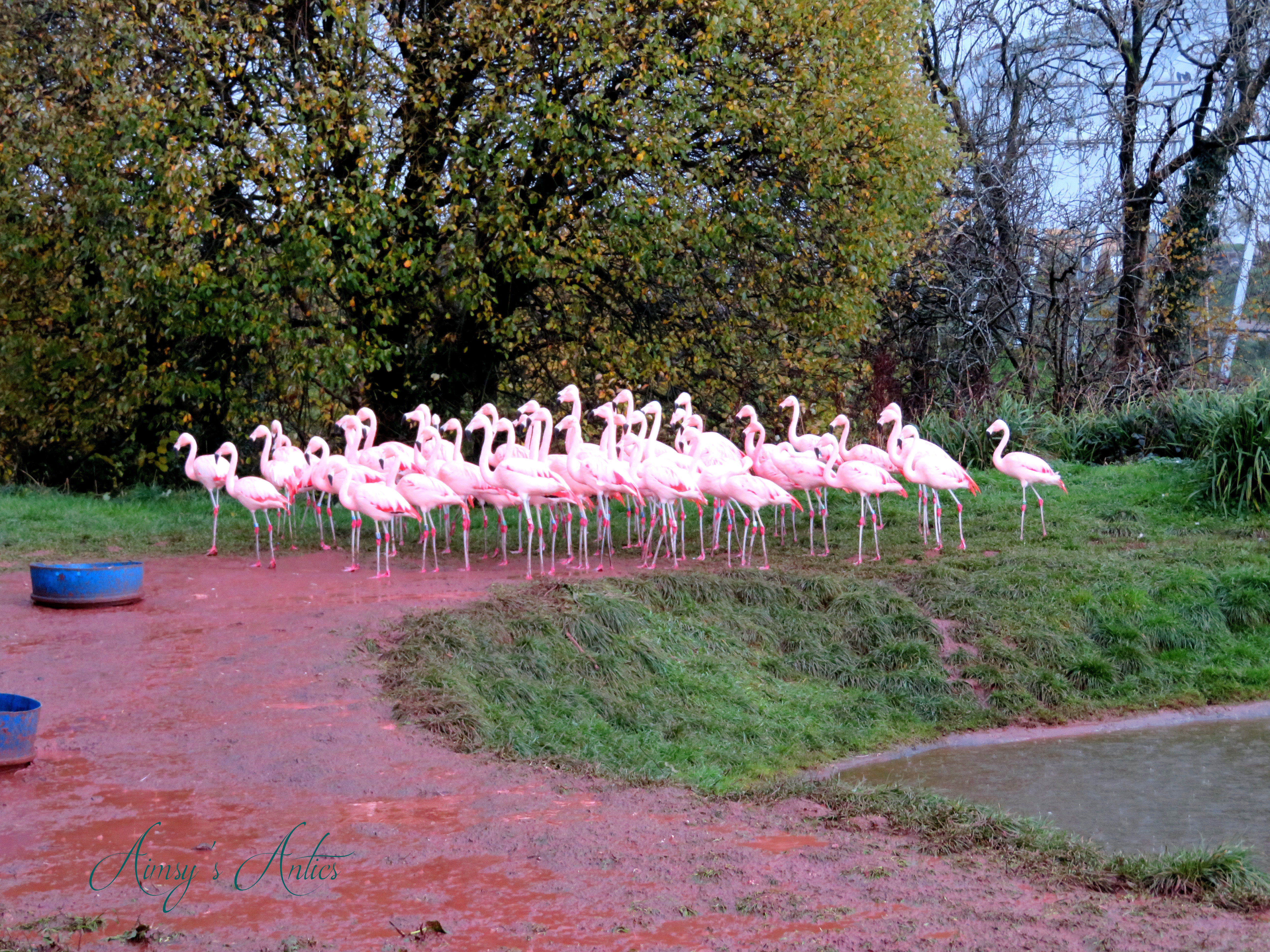 A flock of flamingos at South Lakes Safari Zoo