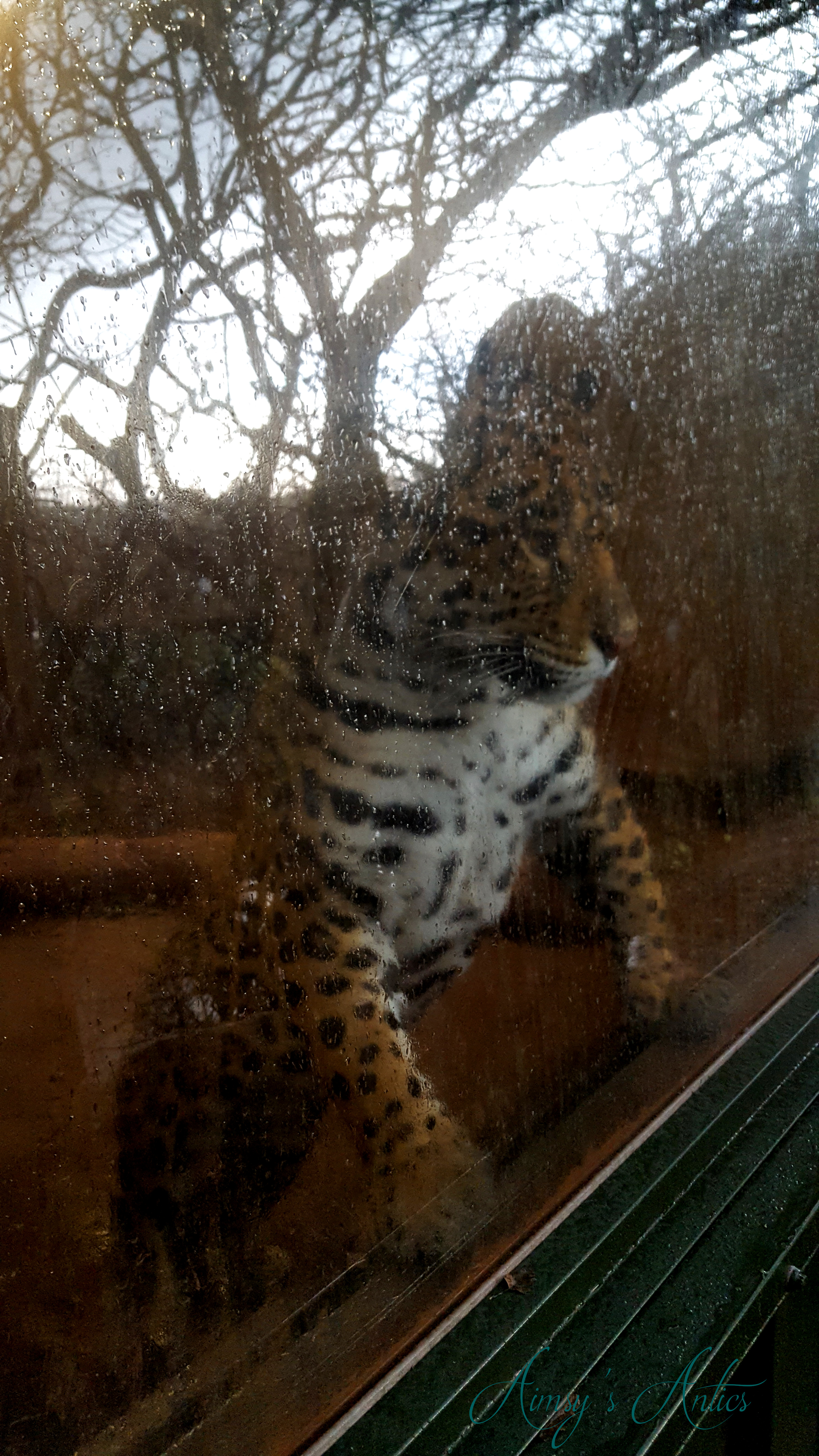 Jaguar behind glass at the South Lakes Safari Zoo