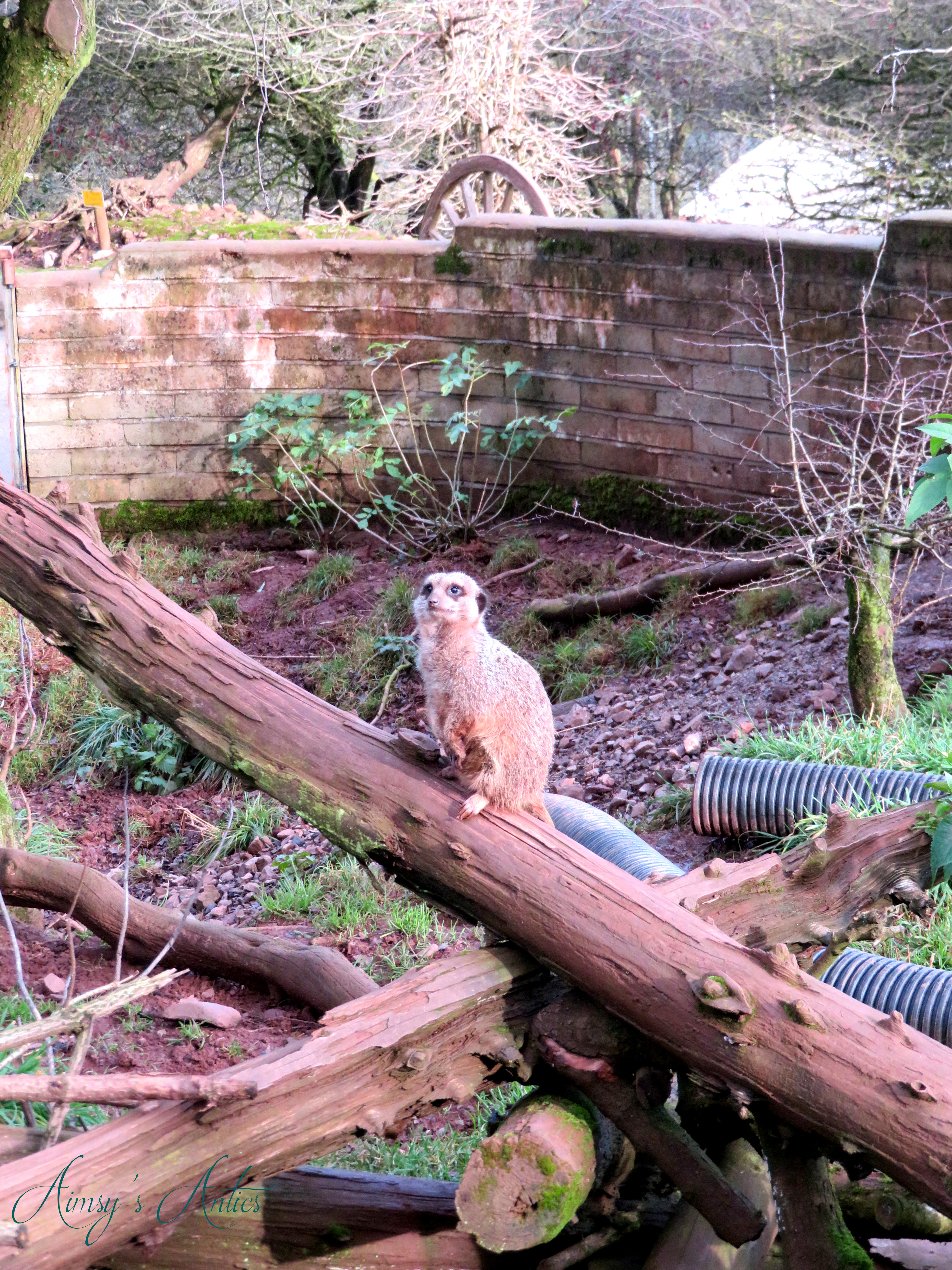 Meerkat perching on a tree branch at the South Lakes Safari Zoo