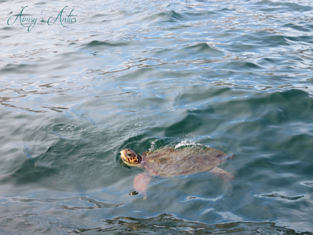Turtle popping it's head out of the water in Argostoli, Greece
