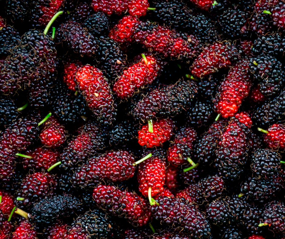 Mulberry trees or Mulberry cuttings for sale Aina Exotics