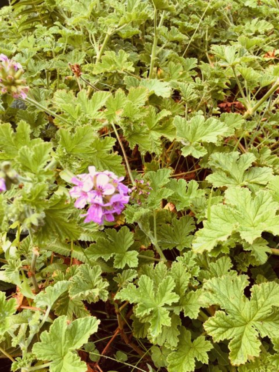 Scented Rose Geranium Cuttings for Sale Aina Exotics