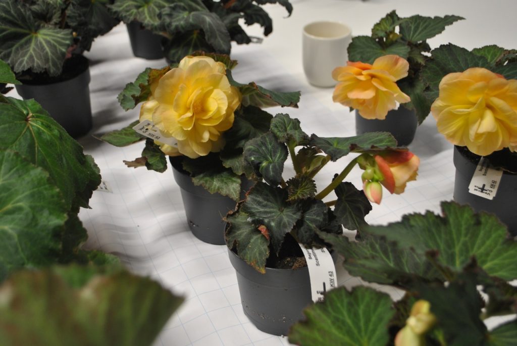 Do plants produce fragrance under LEDs? • AIPH