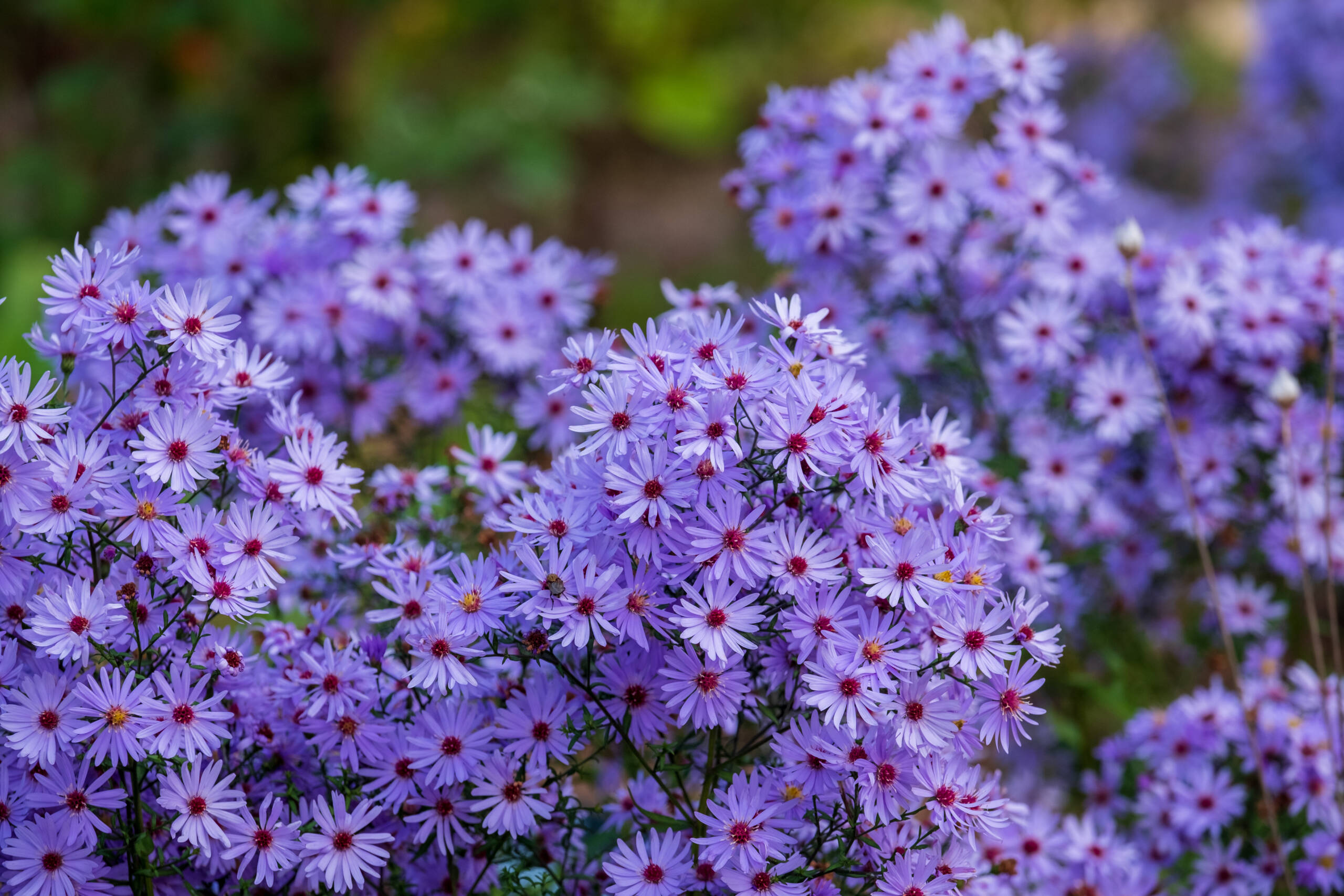 Plant Profile Aster tataricus ‘Jindai’ • AIPH