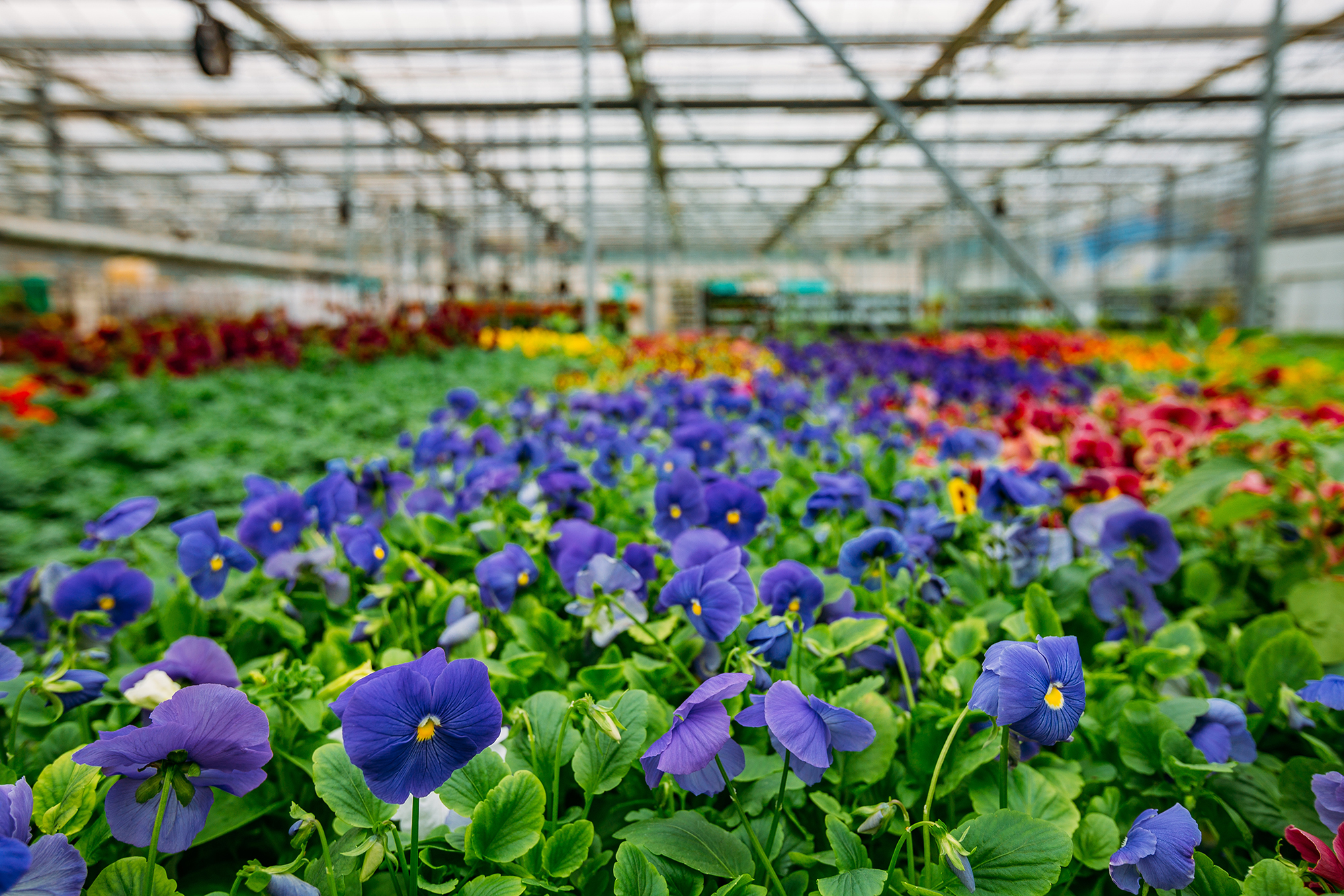 How is horticulture addressing its environmental footprint? • AIPH
