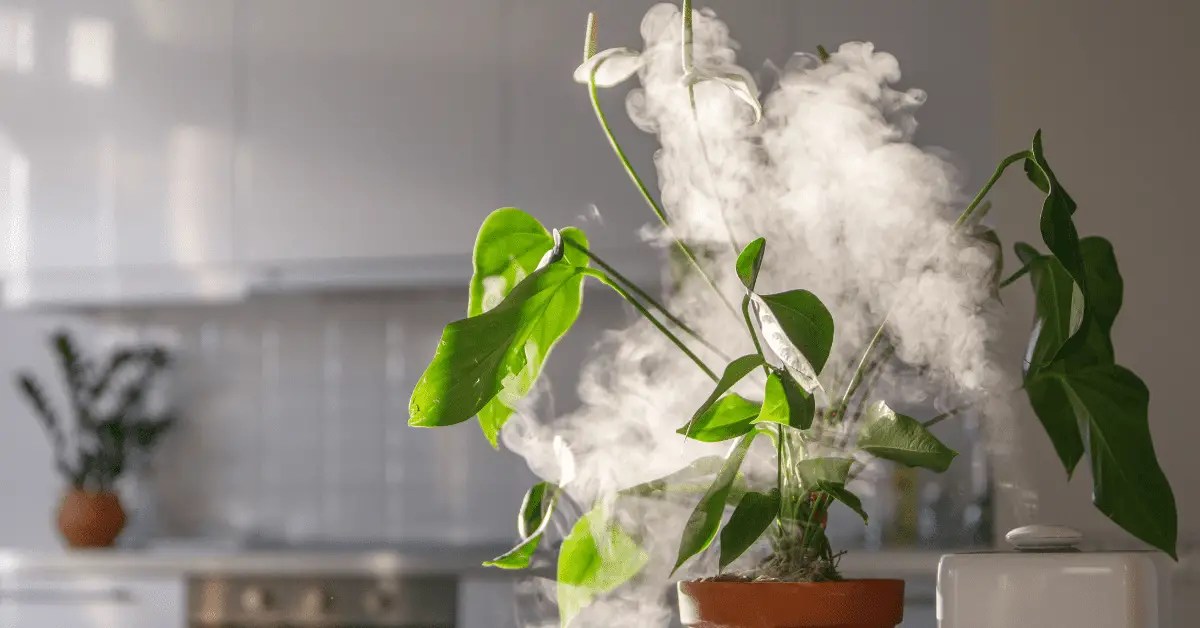 Can You Use a Diffuser as a Humidifier for Plants? Air & Water Expert