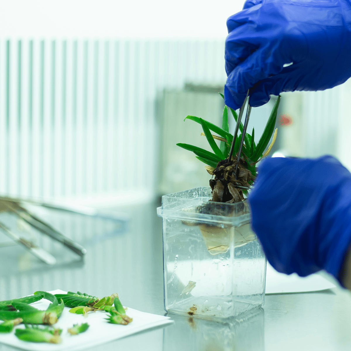 Plant Tissue Culture AirClean Systems