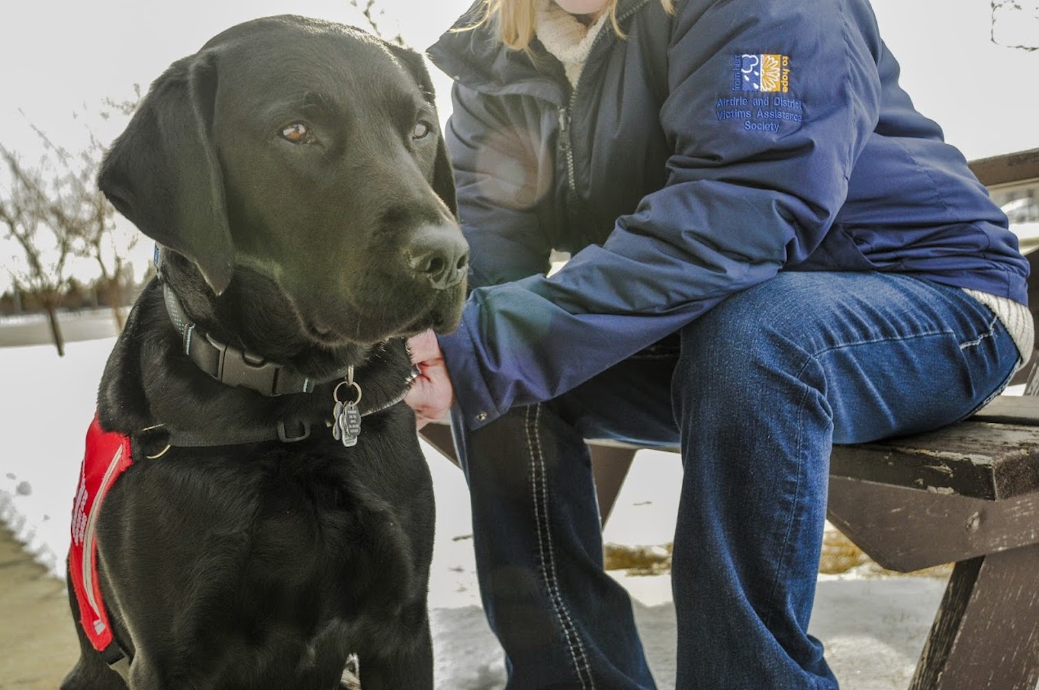 Airdrie Facility Support Dog nominated for Alberta Community Justice