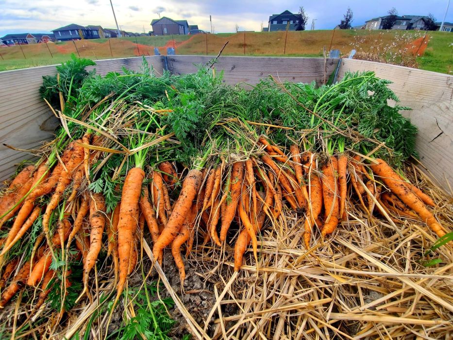A labour of love! Airdrie Urban Farm Collective airdrielife magazine