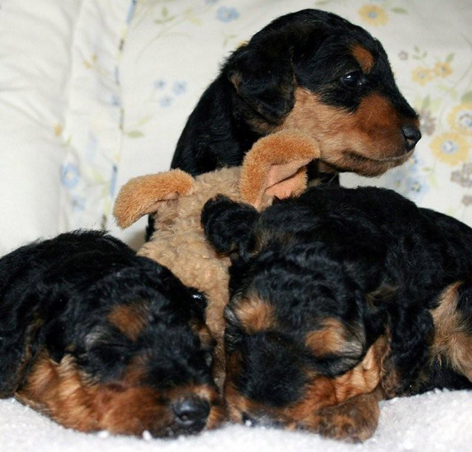 Nos Bébés Airedale KALUA & DABSQUOUI