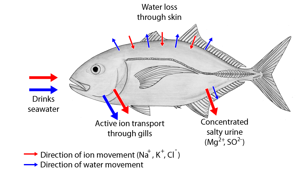 APG 308 Fish Urine Airline Pilot Guy Aviation Podcast