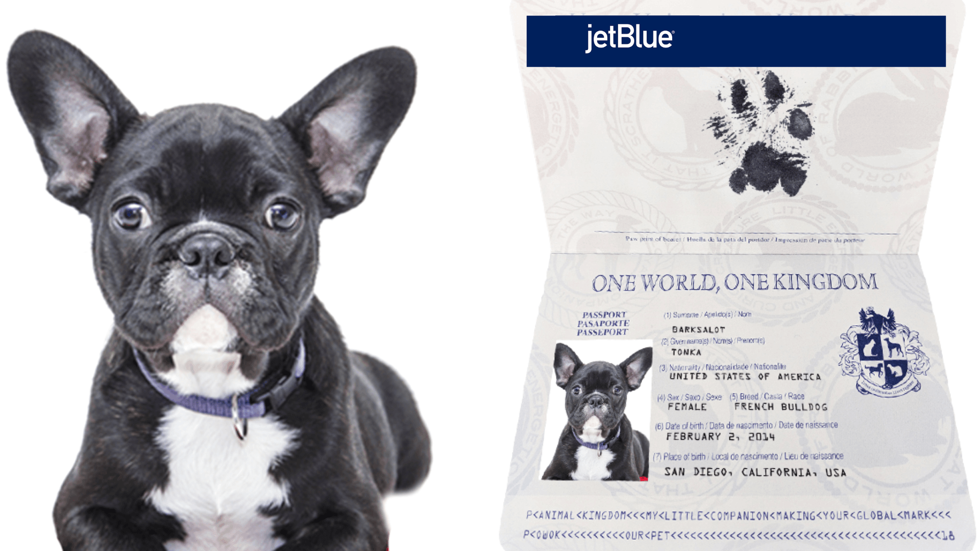 Can I Fly With My Dog On Jetblue