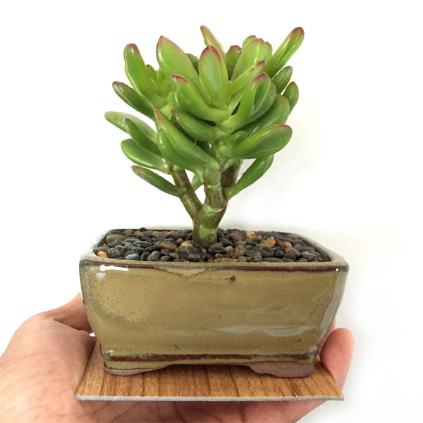 Easycare Indoor Succulent Bonsai Tree Air Plant Kits