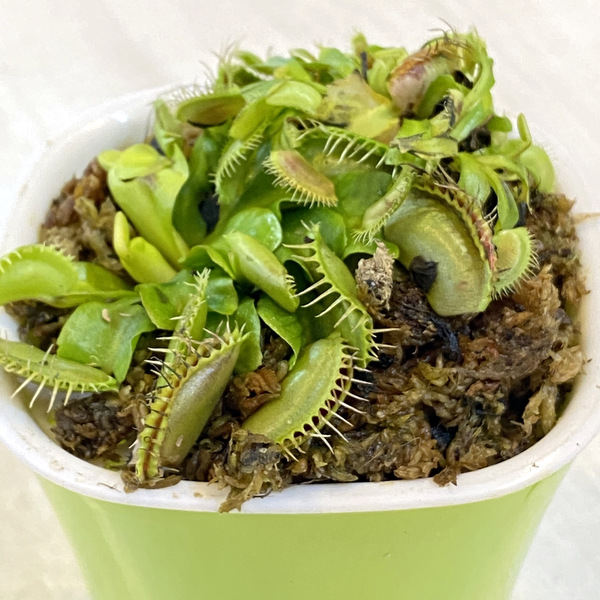 Buy Venus Fly Trap online at Best Price Air Plant