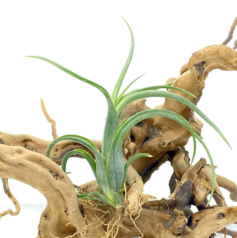 Buy Best Air Plants for Home Online in India Air Plant