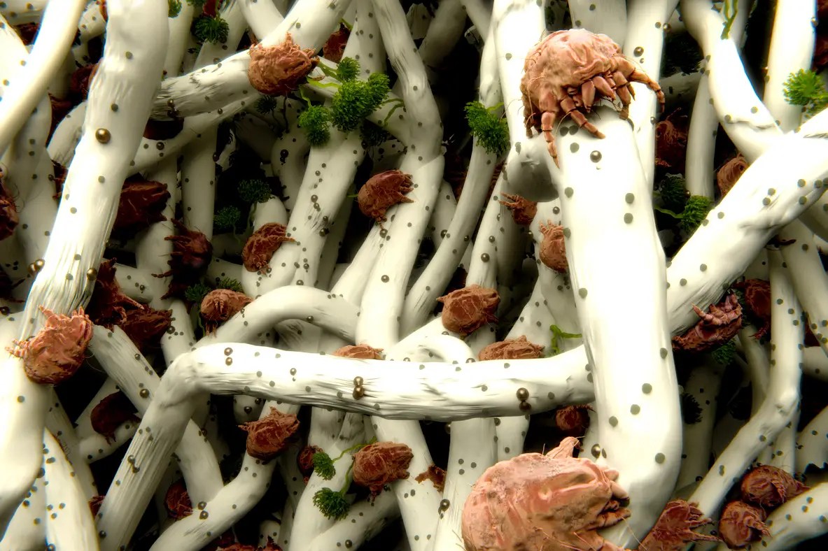 What Are Dust Mites and What Attracts Them?