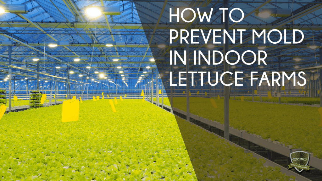 How To Prevent Mold In Indoor Lettuce Farms AirROS Agriculture