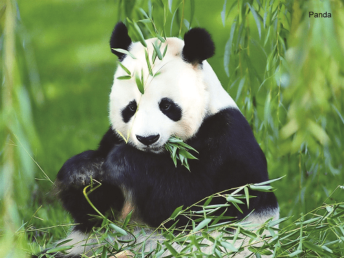 Panda Air & Sea Travel Center