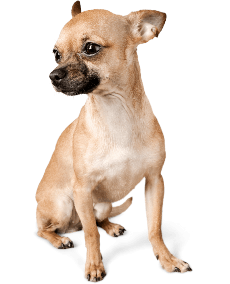 Pet Ground Transportation Dallas, TX 75234 AirVets