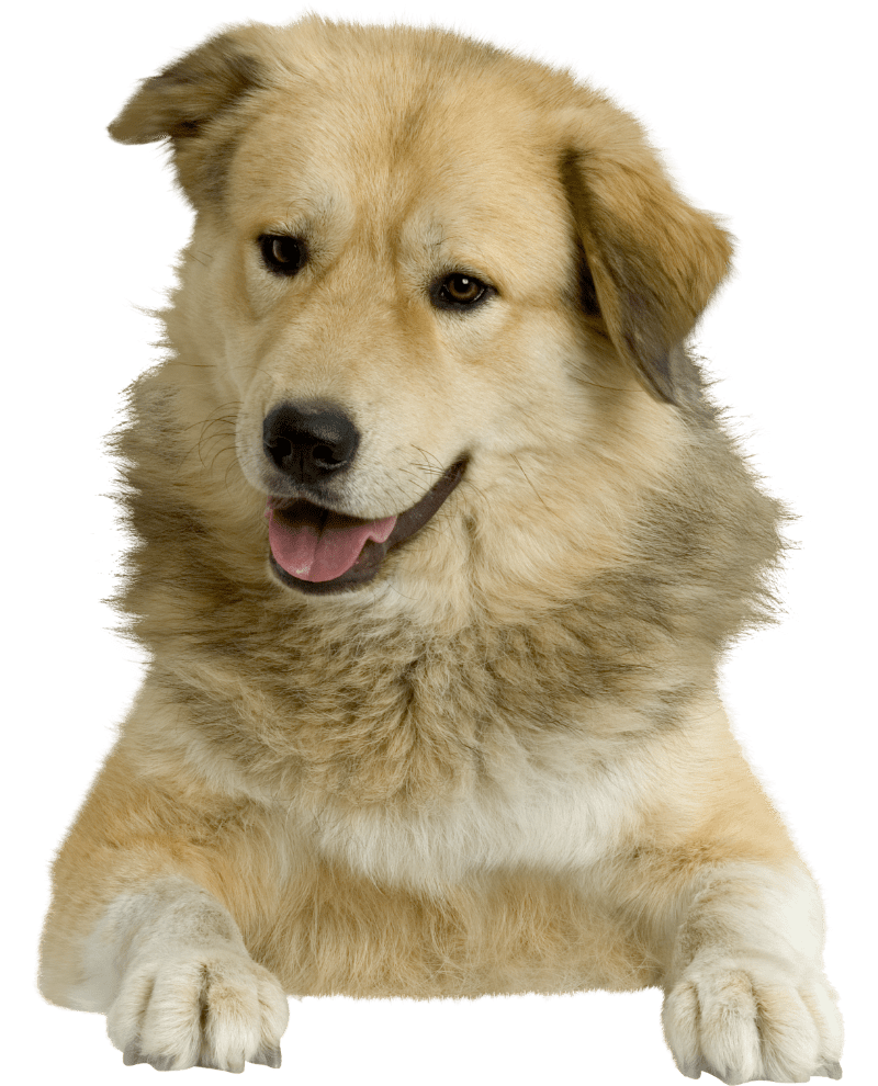 Pet Boarding Dallas, TX 75234 AirVets